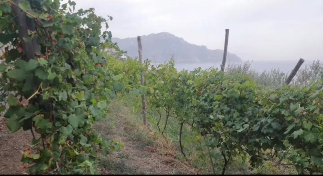 Agriturismo Fuoco D'Amalfi Villa Iazzetta ภายนอก รูปภาพ